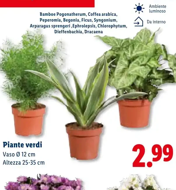 Piante verdi