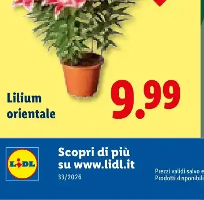 Lilium orientale