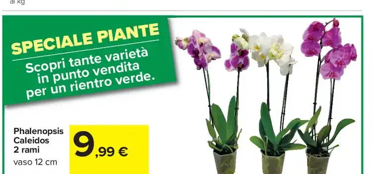 Phalaenopsis Caleidos 2 rami