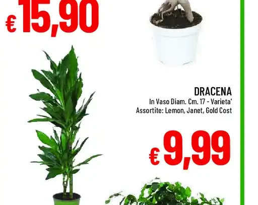 Bonsai