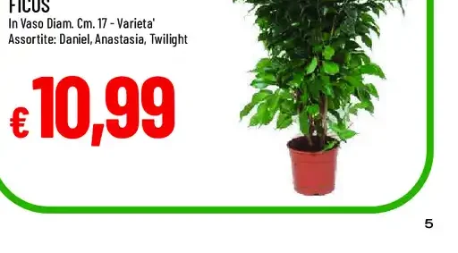 Ficus