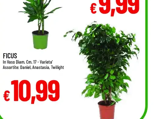 Dracena