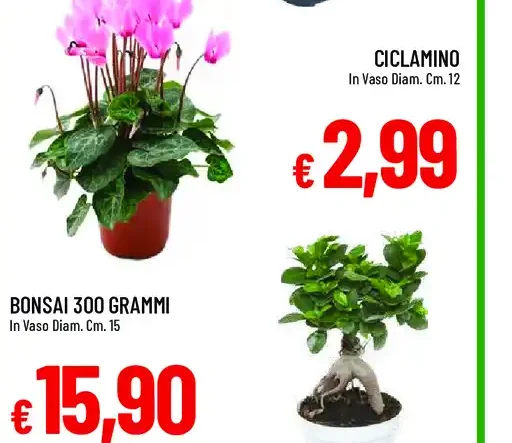 Ciclamino