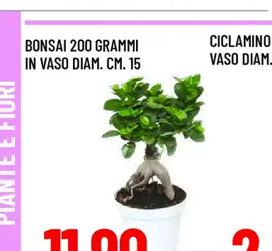 Bonsai