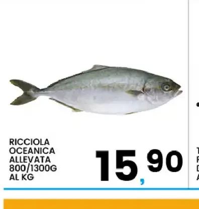 Ricciola oceanica allevata