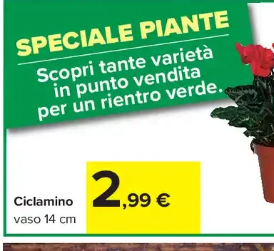 Ciclamino