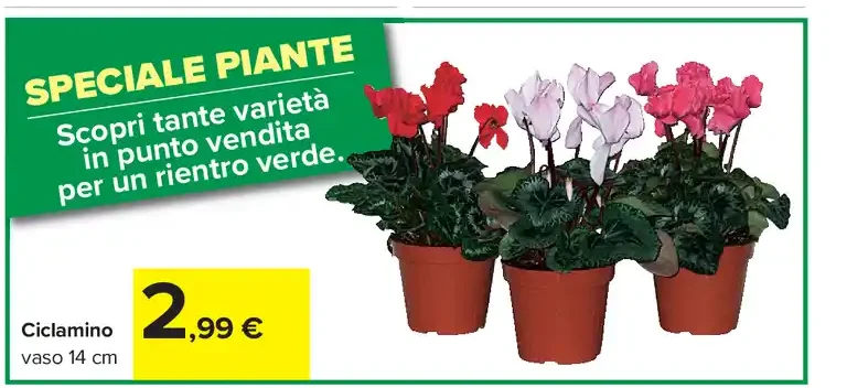 Ciclamino