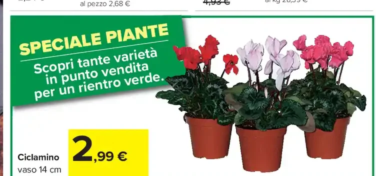 Ciclamino