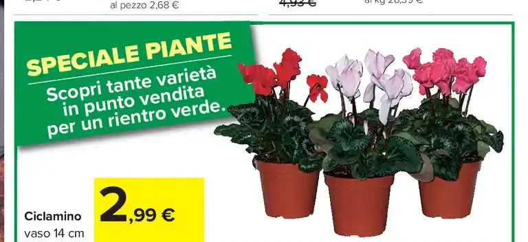 Ciclamino