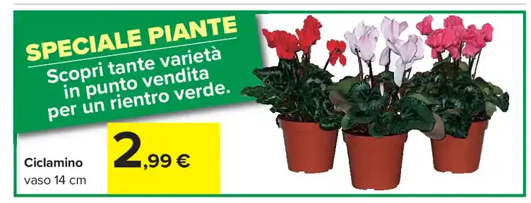 Ciclamino