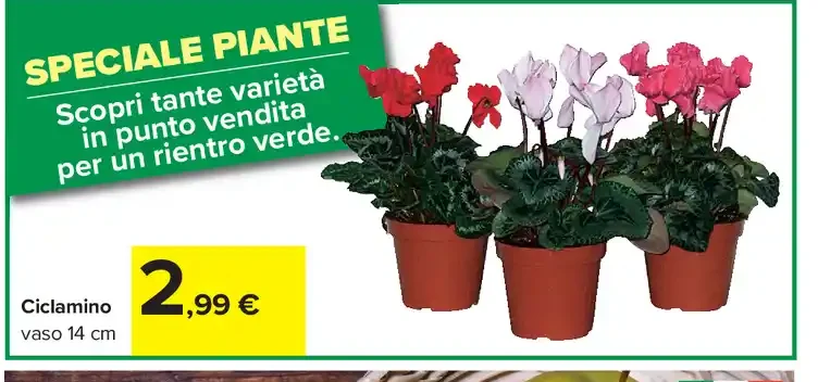Ciclamino