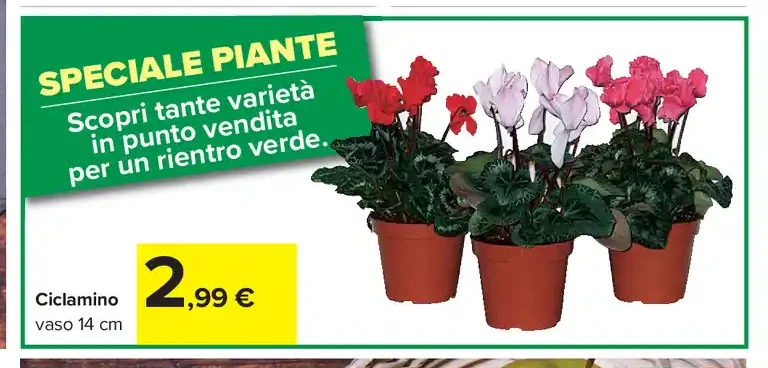 Ciclamino