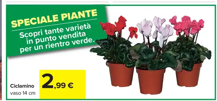 Ciclamino