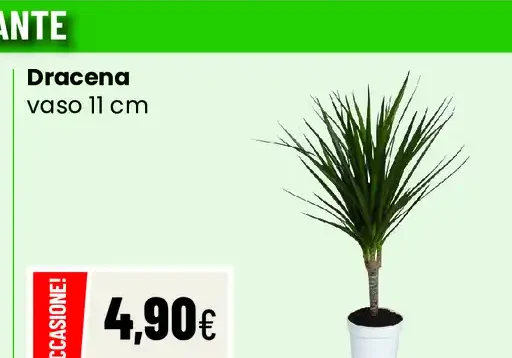 Dracena