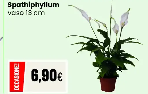 Spathiphyllum