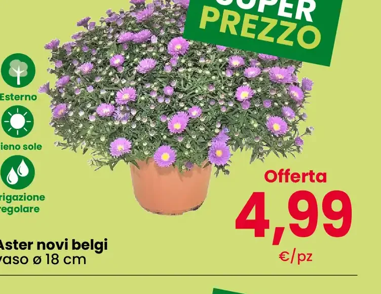 Aster novi belgi