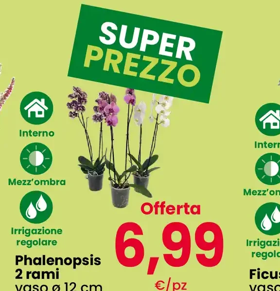Phalaenopsis 2 rami