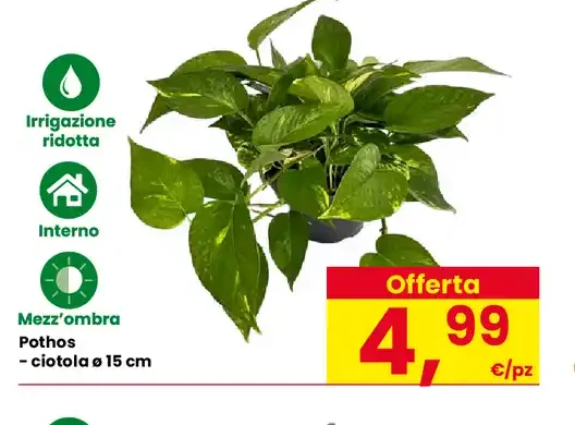 Pothos, ciotola Ø 15 cm