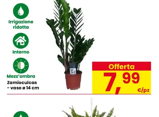 Zamioculcas, vaso Ø 14 cm