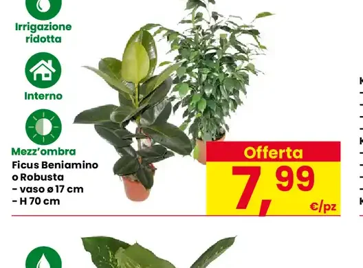 Ficus Benjamino o Robusta, vaso Ø 17 cm, H 70 cm