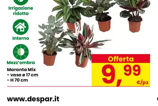 Maranta Mix, vaso Ø 17 cm, H 70 cm