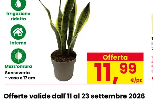 Sansevieria, vaso Ø 17 cm