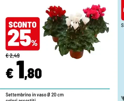 Ciclamino