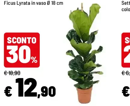 Ficus Lyrata