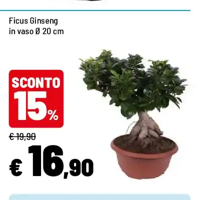 Ficus ginseng