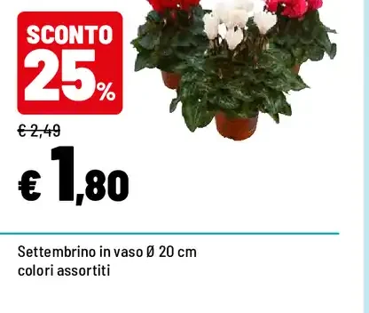 Ciclamino
