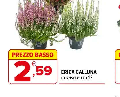 Erica Calluna