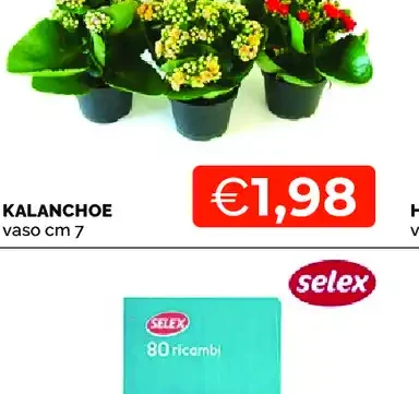 Kalanchoe