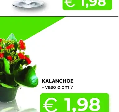 Calice in vetro Divino Bormioli
