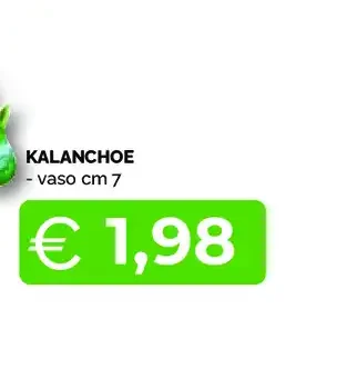 Kalanchoe