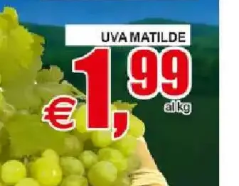 Uva Matilde