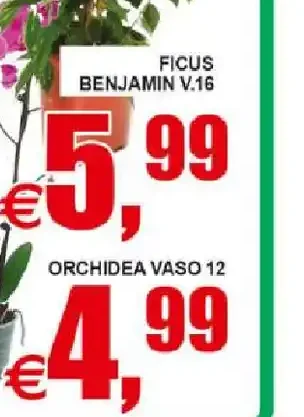 Ficus benjamin