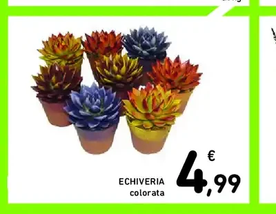 Echeveria colorata