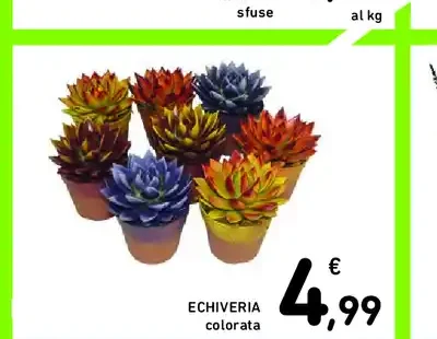Echeveria colorata