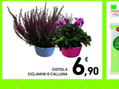 Ciotola ciclamini o calluna