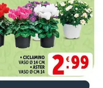Ciclamino o aster