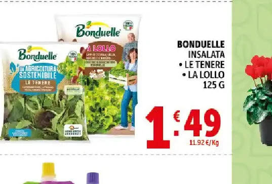 Insalata tenera e lollo