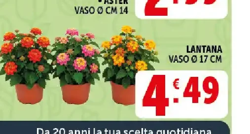 Lantana