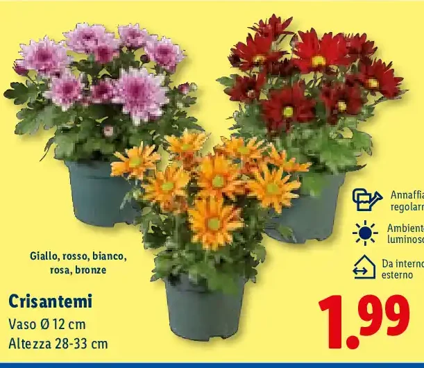 Crisantemi