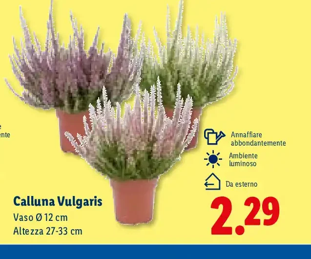 Calluna Vulgaris