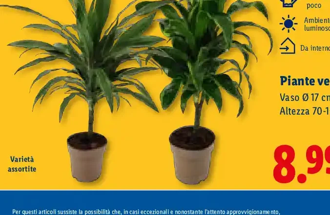 Piante verdi