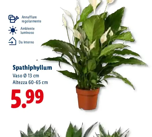 Spathiphyllum