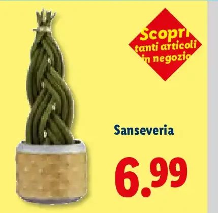 Sansevieria