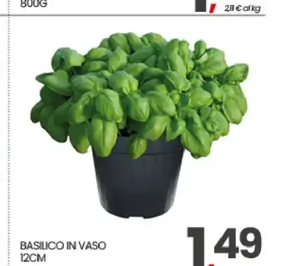 Basilico in vaso