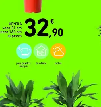 Kentia