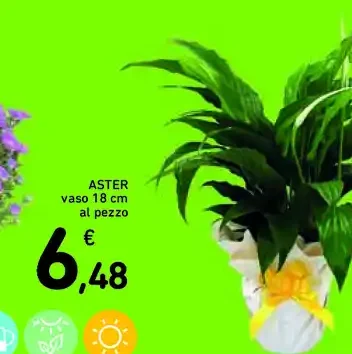 Aster